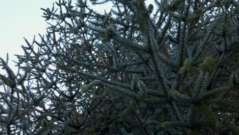 low angle closeup of endemic and endangered spanish fir tree, abies pinsapo