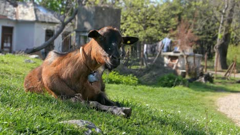 Brown-goat-with-bell-laying-on-grass-on-a-farm,-countryside