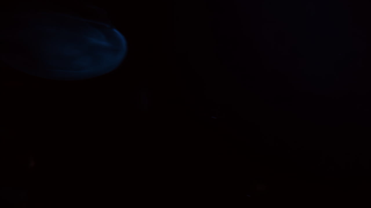 Close up of Moon jelly swimming in the pitch black water