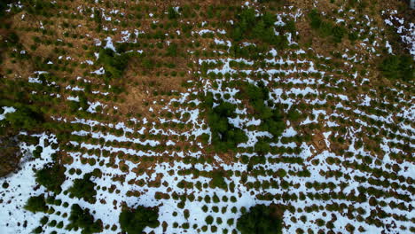 terrain with trees and partially covered in snow