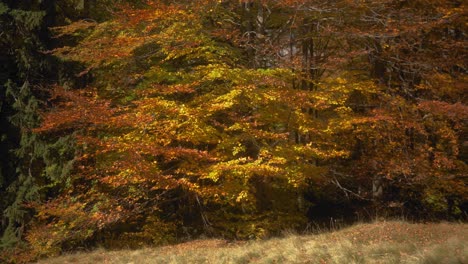 Toma-Panorámica-Derecha-Del-Borde-De-Un-Bosque-Con-árboles-De-Coníferas-Y-De-Hoja-Caduca