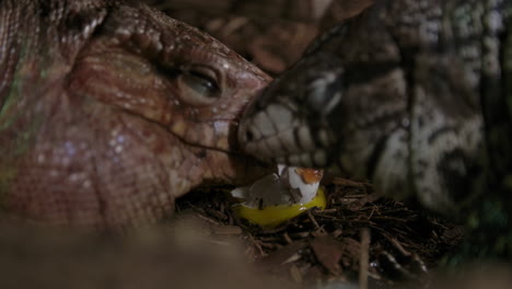 Tegu-lizards-eating-chicken-eggs