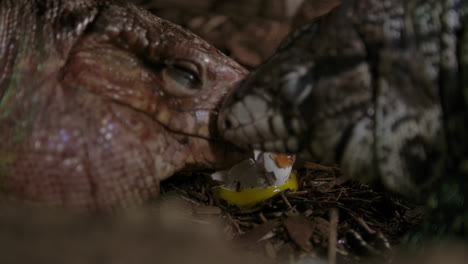 lagartos tegu comiendo huevos de gallina