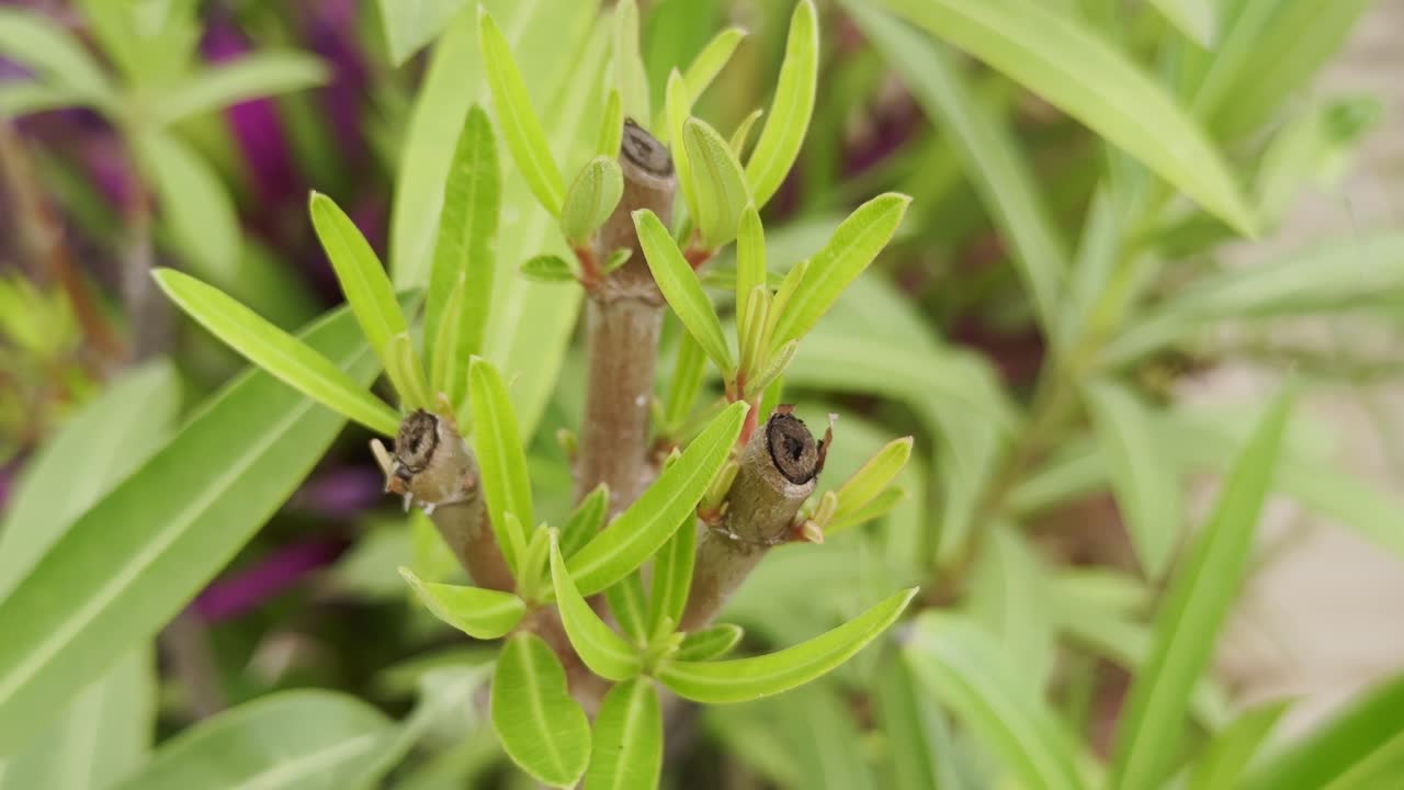 close-up of the vibrant new growth of an Oleander plant exhibiting new leaf growth after hard pruning, younger leaves appear particularly glossy and delicate, contrasting with the slightly more mature