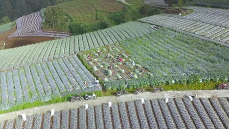 Luftbild-Video-Gruppe-Von-Landwirten-Arbeiten-An