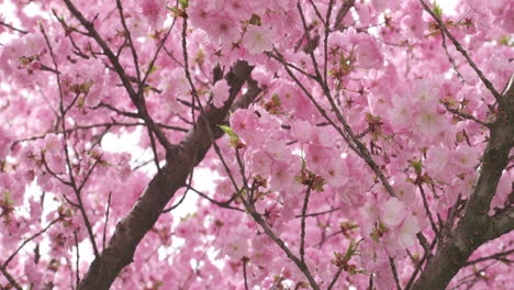 Delicate-cherry-blossoms-in-full-bloom,-a-gentle-sign-of-spring's-arrival,-captured-in-soft-focus-with-subtle-sunlight