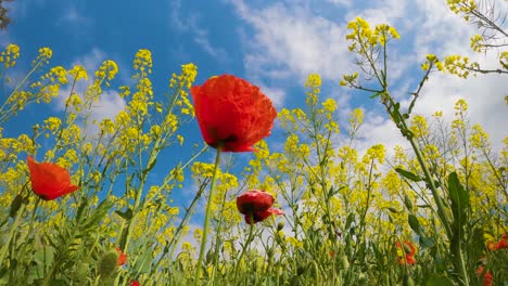 field of wild poppies red and yellow flowers with sunny blue sky background rapeseed cultivation on the costa brava of spain