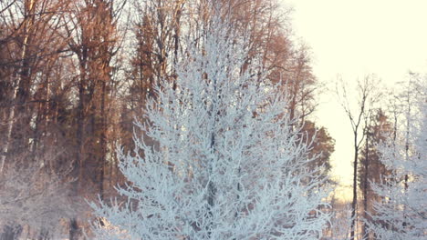 Schneebedeckter-Baum-Im-Winterpark.-Winterszene.-Verschneite-Äste-Eines-Baumes-Im-Park