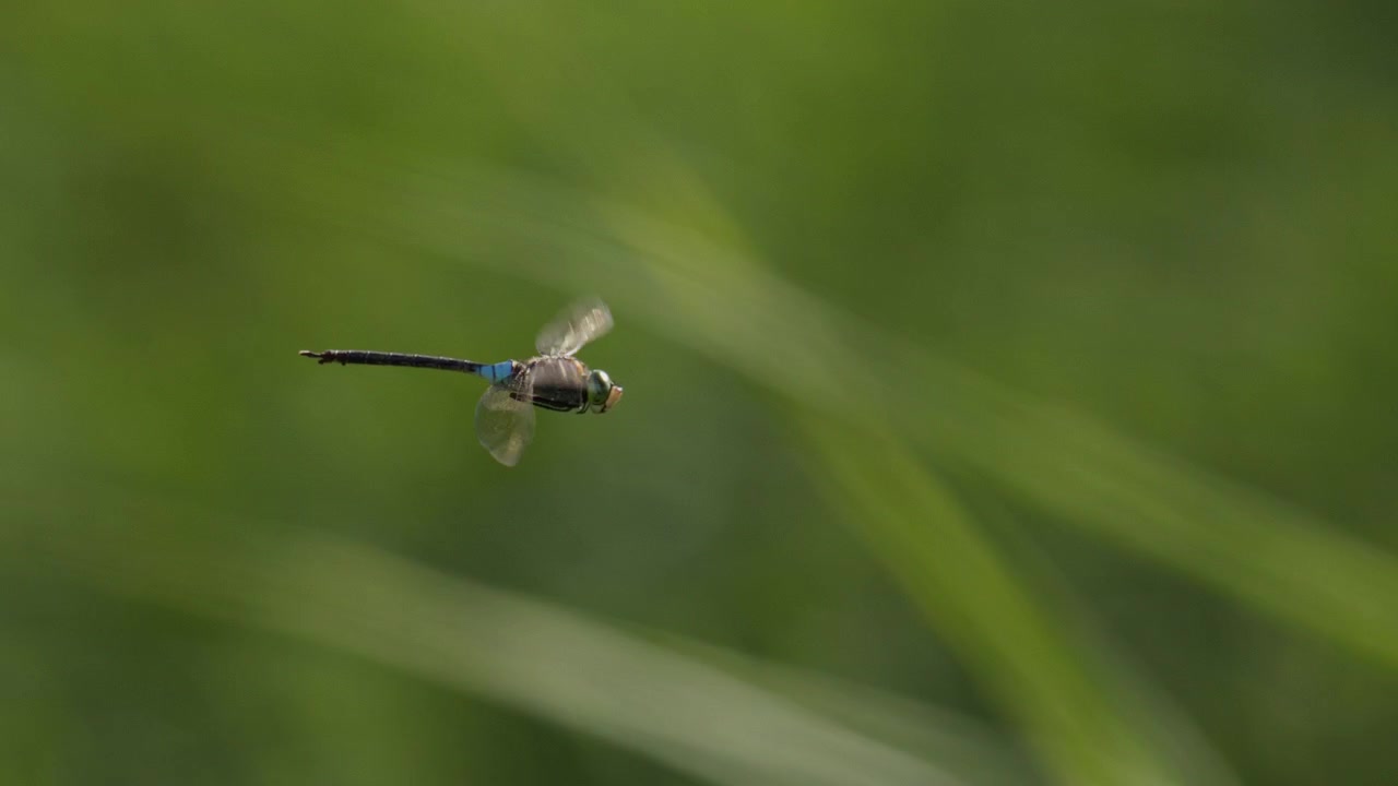 Una libellula imperatore vola attraverso l'erba verde e soffice con le ali trasparenti spiegate, librandosi nel vento, con virate battendo le ali, in movimento estremamente rallentato