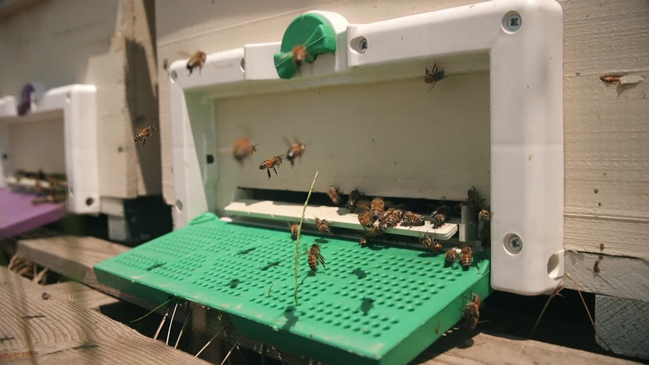 Beekeeping Beekeepers who take care of bees to produce honey