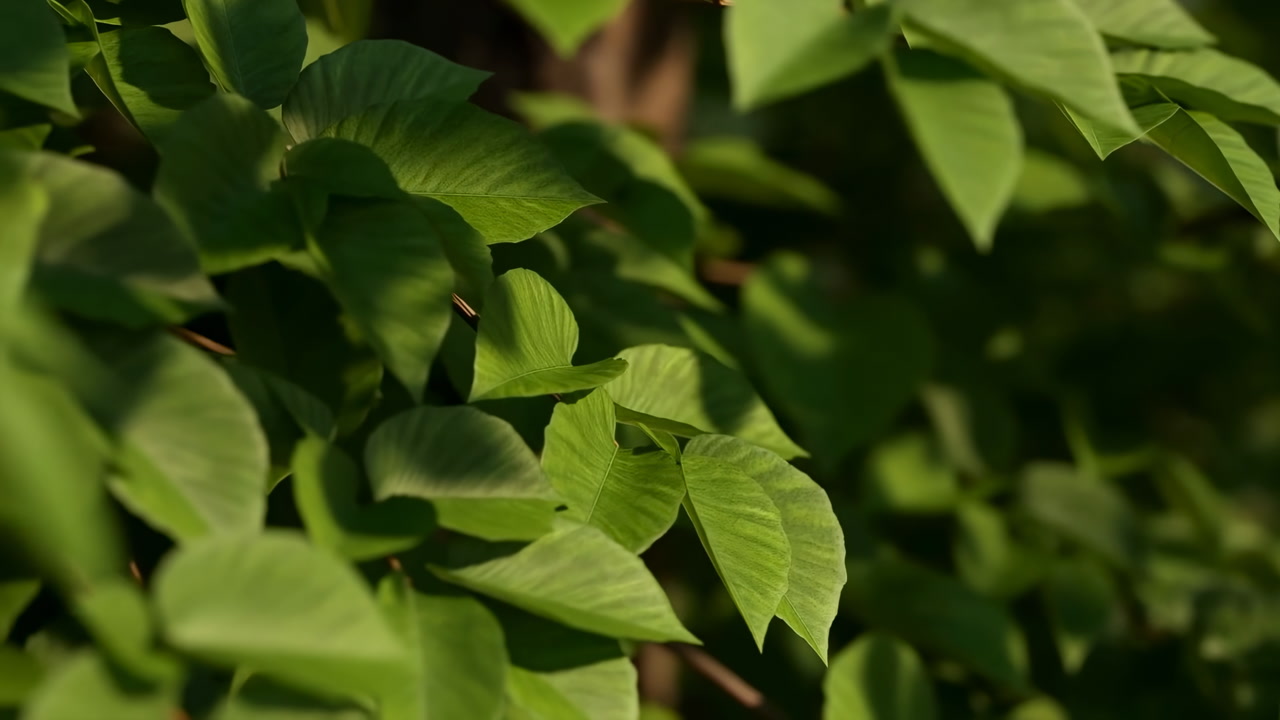 Closeup Green Leaves Swaying In Sunlight, Cinematic Bokeh With Soft Shadows And Rich Texture, Gentle Breeze