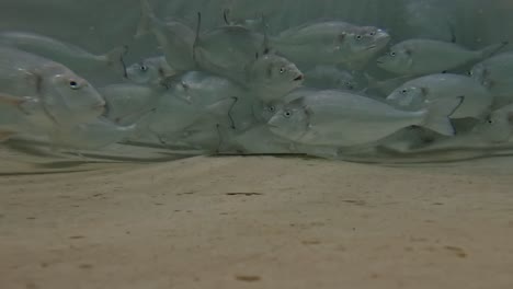 Gruppe-Von-Fischen,-Die-Am-Boden-Des-Beckens-Schwimmen,-Aquakultur