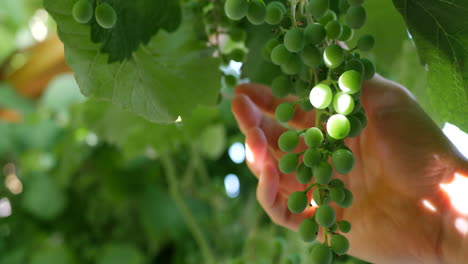 las manos de un enólogo revisando la vid de uva para ver cómo crece la cosecha en un viñedo