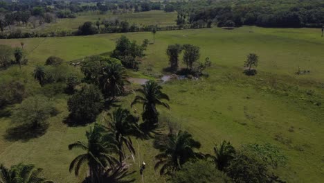 cattle-walking-through-the-green-field-between-trees