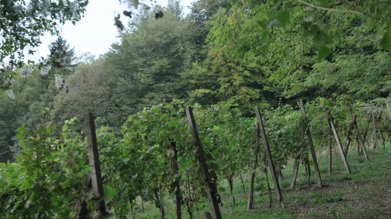 jeruzalem una región vinícola en la parte oriental de eslovenia destino turístico ideal