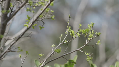 new leaves growing on a tree branch at the beginning of spring in the texas hill country