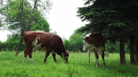 Eine-Herde-Kühe-Grast-An-Einem-Bewölkten-Sommertag-Auf-Einer-Frischen,-Grünen-Wiese