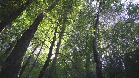 disparo de bajo ángulo de árboles en un bosque