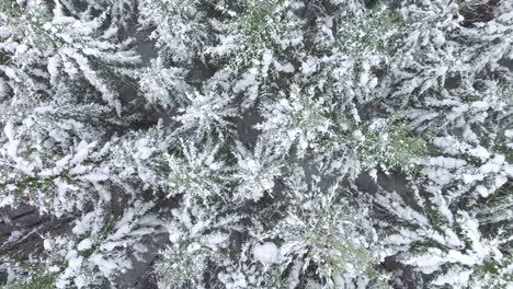 Aerial-view-of-trees-covered-with-snow-in-winter