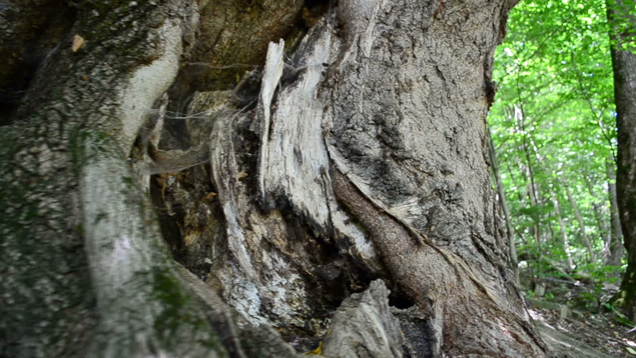 Shooting in the summer in the mountain district. Slow motion. Trunk and roots of an old tree