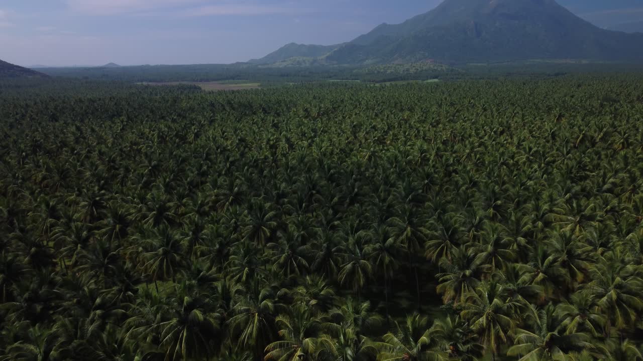 fotografía cinematográfica de cultivo de coco en el sur de la india
