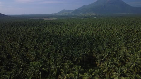 Cinematic-drone-shot-of-coconut-cultivation-in-southern-India