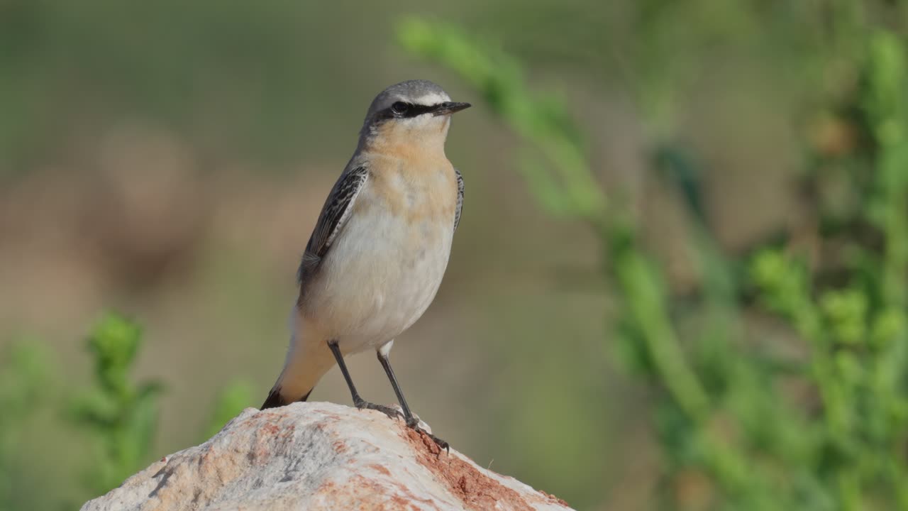 Northern Wheatear during its autumn migration along the Mediterranean coast, standing on a rock, watching around