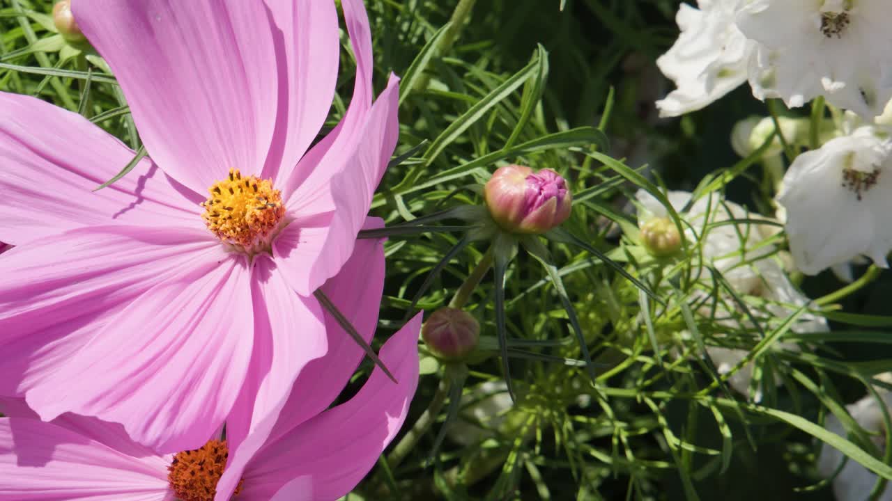Camera slowly pans across blooming pink cosmos, red impatiens, and white blossoms in sunlight