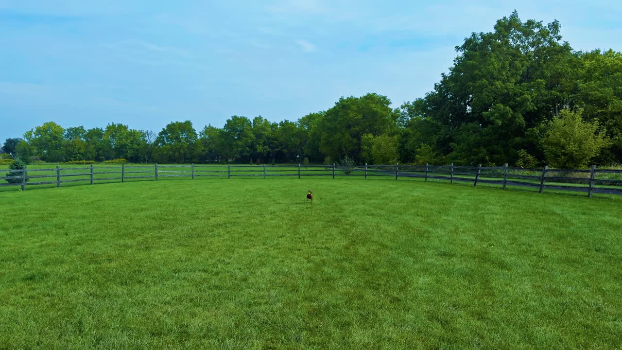 Three legged pit bull in pink harness fetches tennis ball and returns it, slow motion