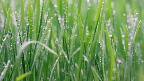 green grass close-up super macro shooting.