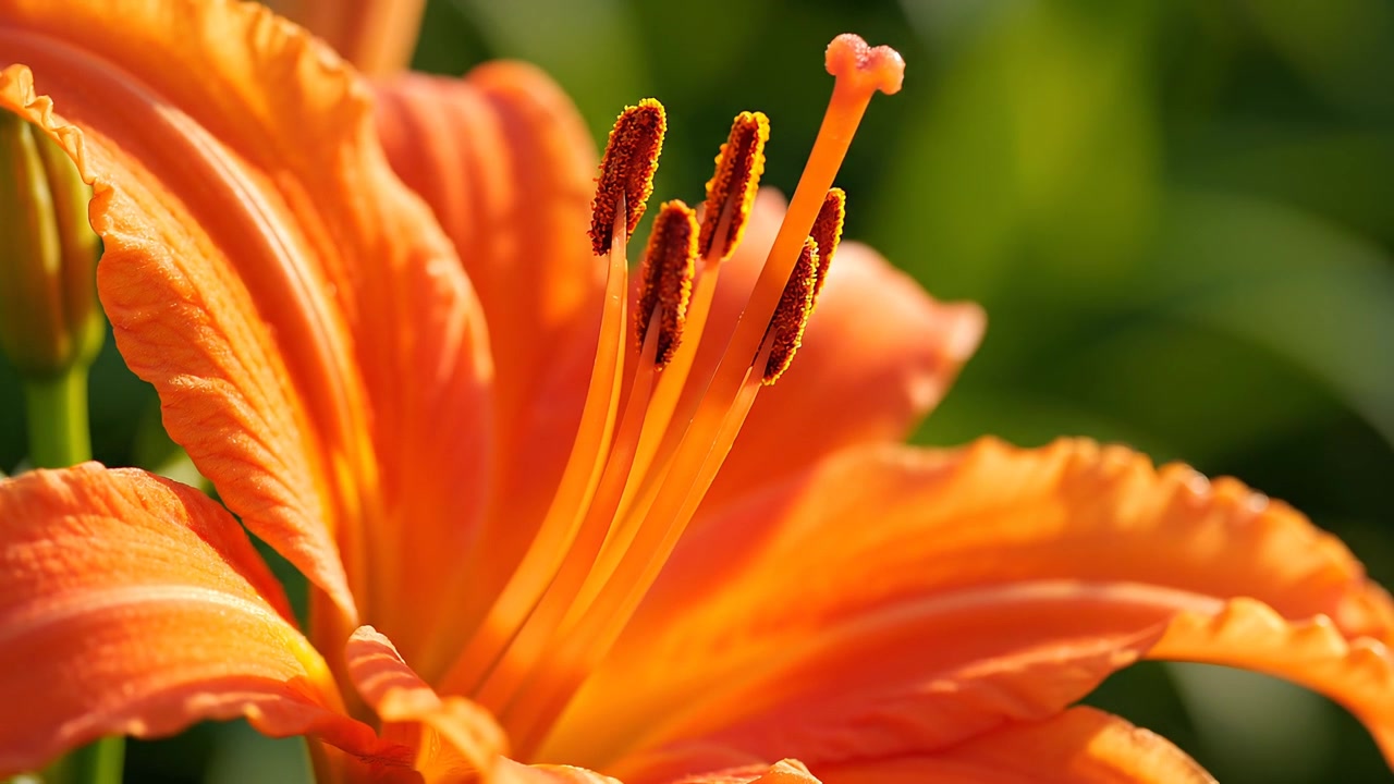 Primo piano di un fiore di giglio arancione vivace con stami dettagliati