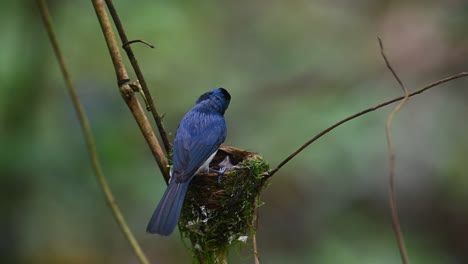 Black-naped-Monarch,-Hypothymis-azurea,-Thailand