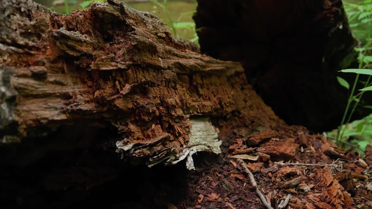 tronco de árbol podrido, wissahickon creek
