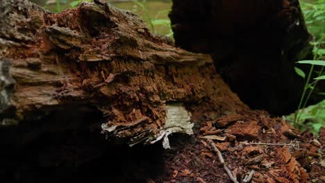 Tronco-De-árbol-Podrido,-Wissahickon-Creek