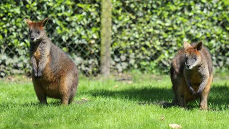 cheerful wallabies grazing on grass