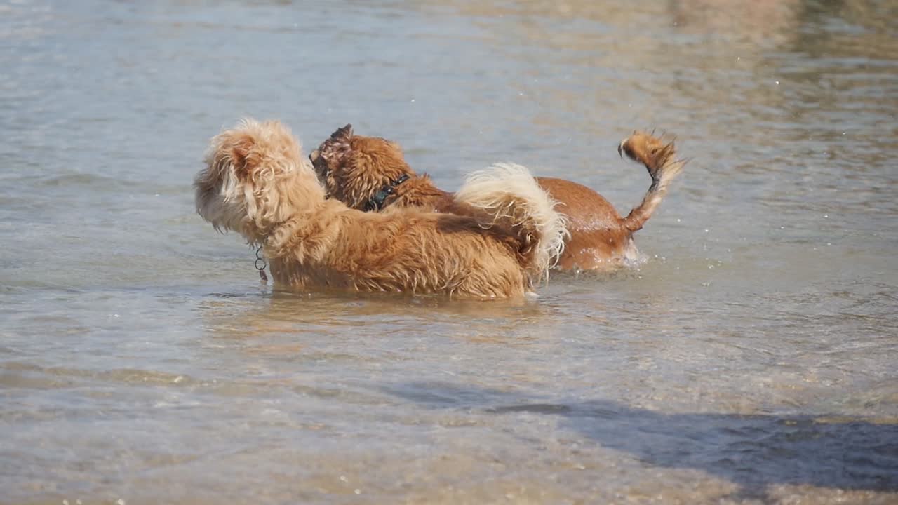 un par de perros parados en las aguas poco profundas de la playa mientras uno se sacude y salpica