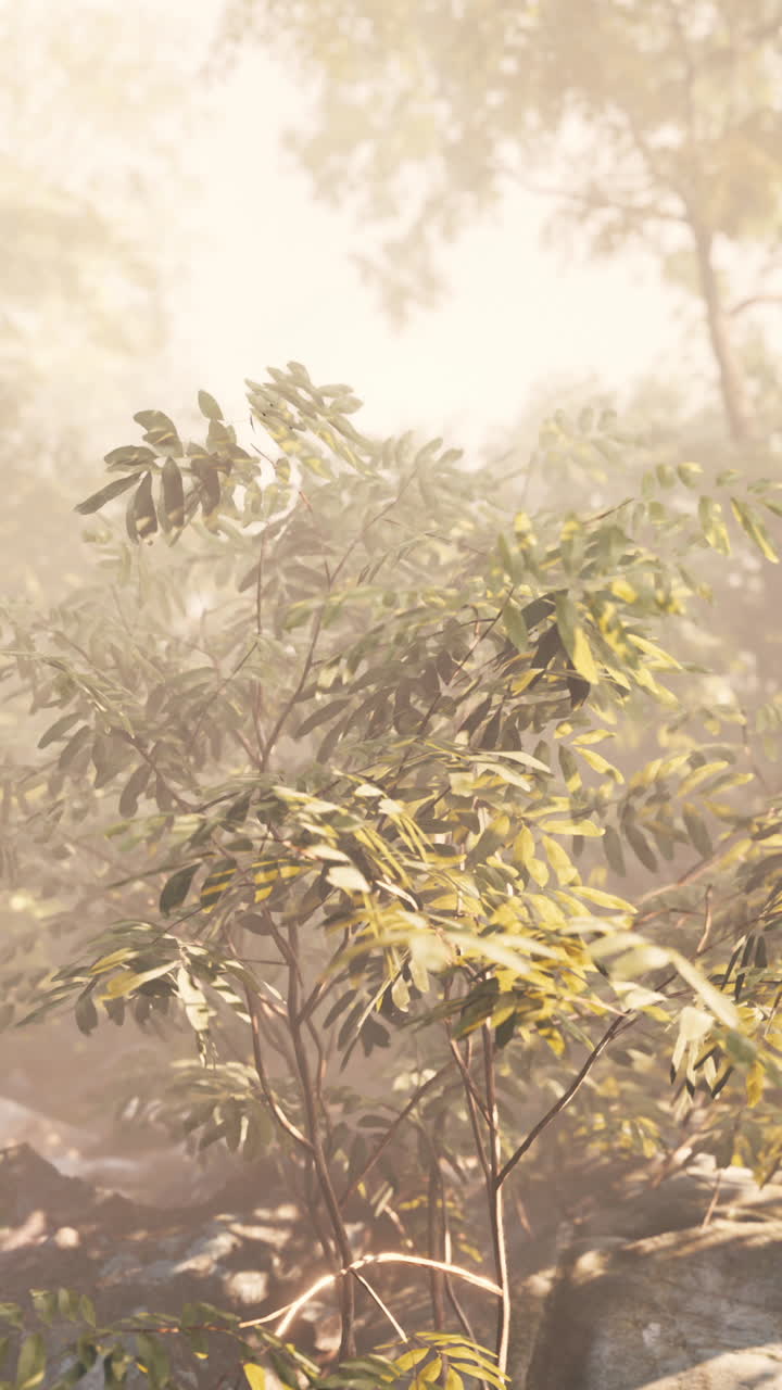 안개 숲의 빛: 조용한 자연 풍경