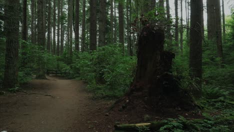 Vancouver-Britisch-Kolumbien-Wald