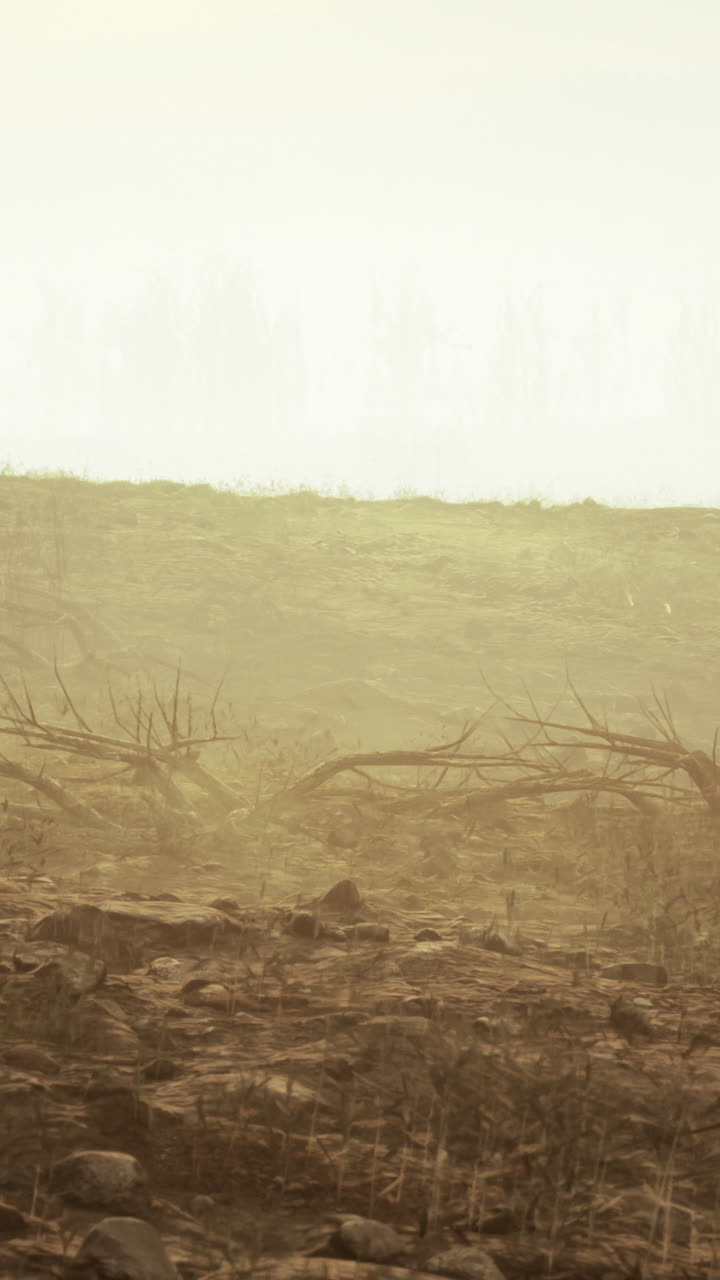 Wildfire aftermath showing scorched earth and barren landscape in dusk light
