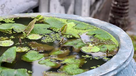 lotus leaves floating in a water basin