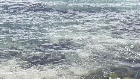 giant turtles swimming in the pacific ocean in maui in hawaii