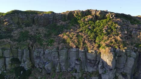 Flock-Of-Seabirds-Nesting-On-Basalt-Cliffs-Of-Cook-Island---Island-In-New-South-Wales,-Australia