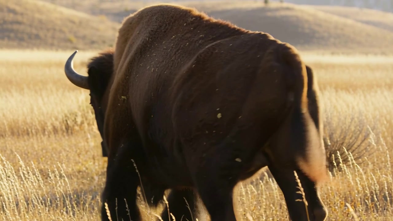 Walking adult American bison shifting head and moving across grassland with vegetation on coat