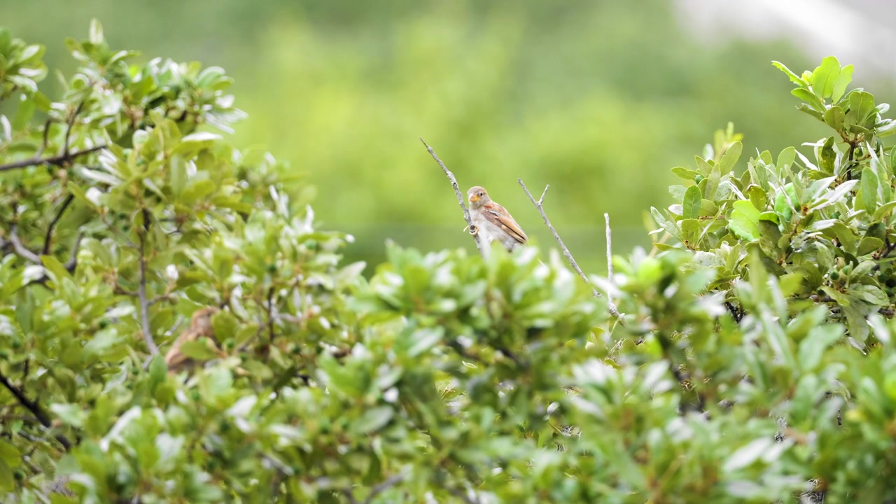 Un moineau domestique saute sur une branche de chêne - Passer domesticus