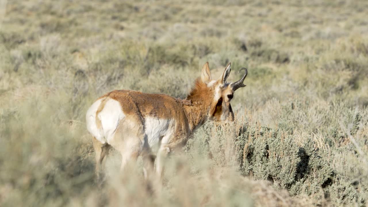 un antílope berrendo americano pastando en el desierto occidental de utah.