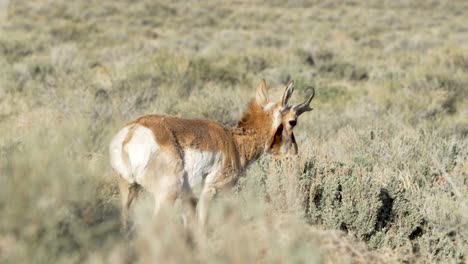 An-American-pronghorn-antelope-grazing-in-Utah's-West-Desert