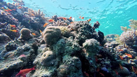 red sea goldie fish and other tropical species - underwater scuba diving view