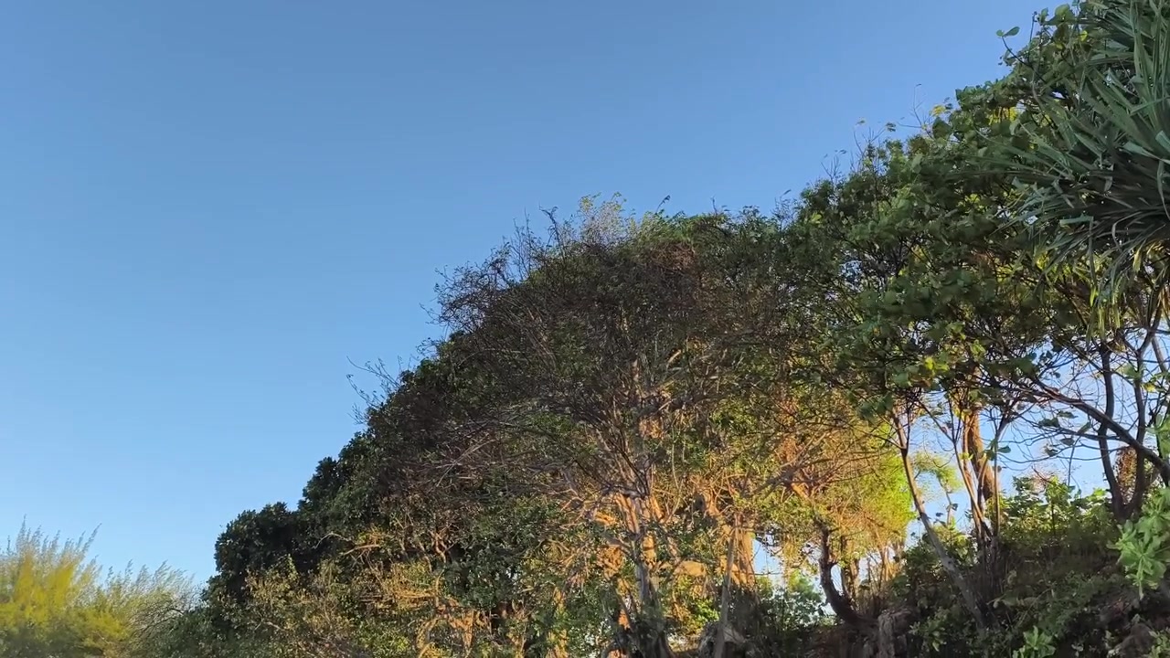 Alberi tropicali rigogliosi contro un cielo azzurro limpido al tramonto