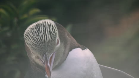 Tamed-Yellow-Eyed-Penguin-At-Sunset-In-Katiki-Point-Lighthouse-In-Moeraki,-New-Zealand