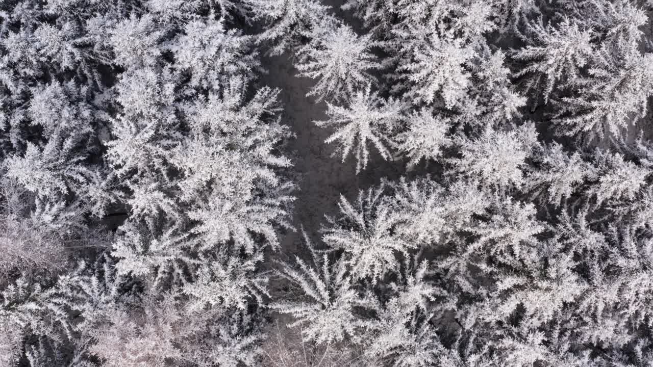 copas nevadas de un bosque de coníferas, tiro aéreo de arriba hacia abajo en 4k en la temporada de invierno